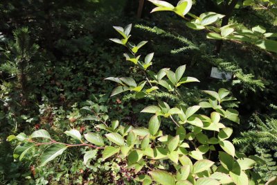Stewartia pseudocamellia var. Koreana - stewartie pseudokaméliovitá - větev